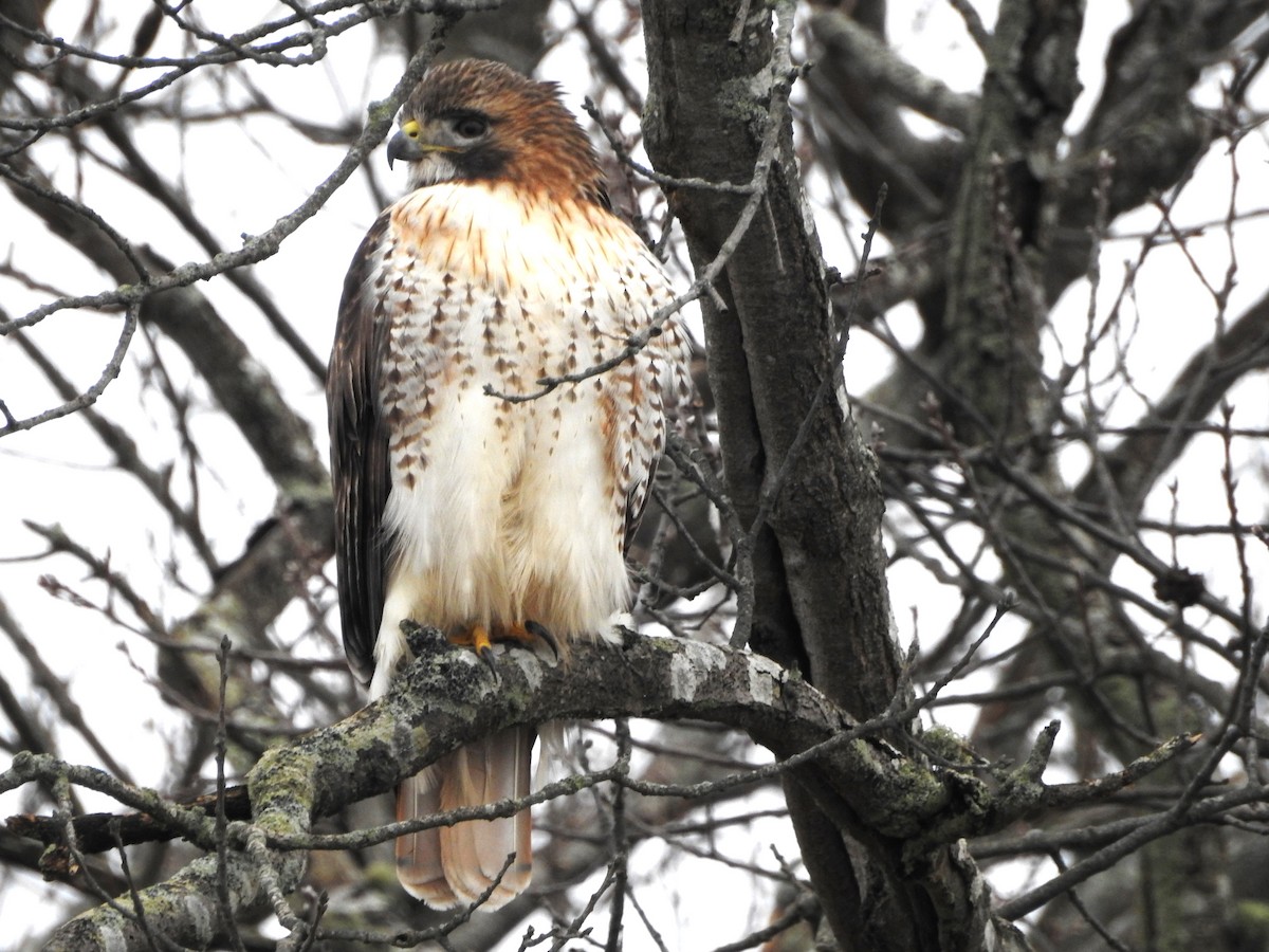 Red-tailed Hawk - ML614055865