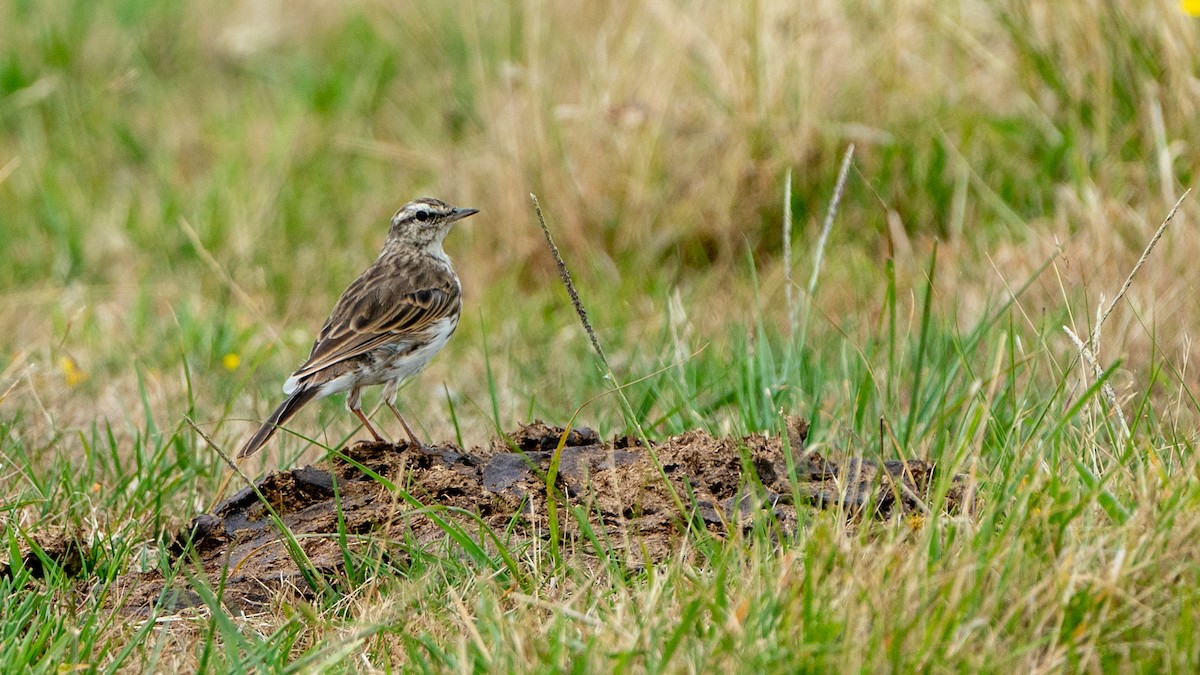 New Zealand Pipit - Javier Cotin