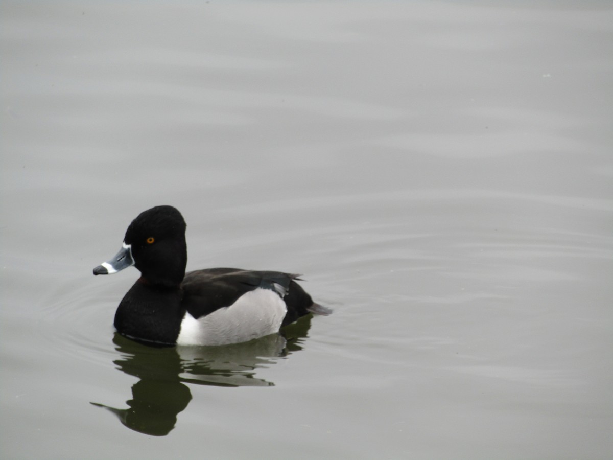 Ring-necked Duck - ML614055928