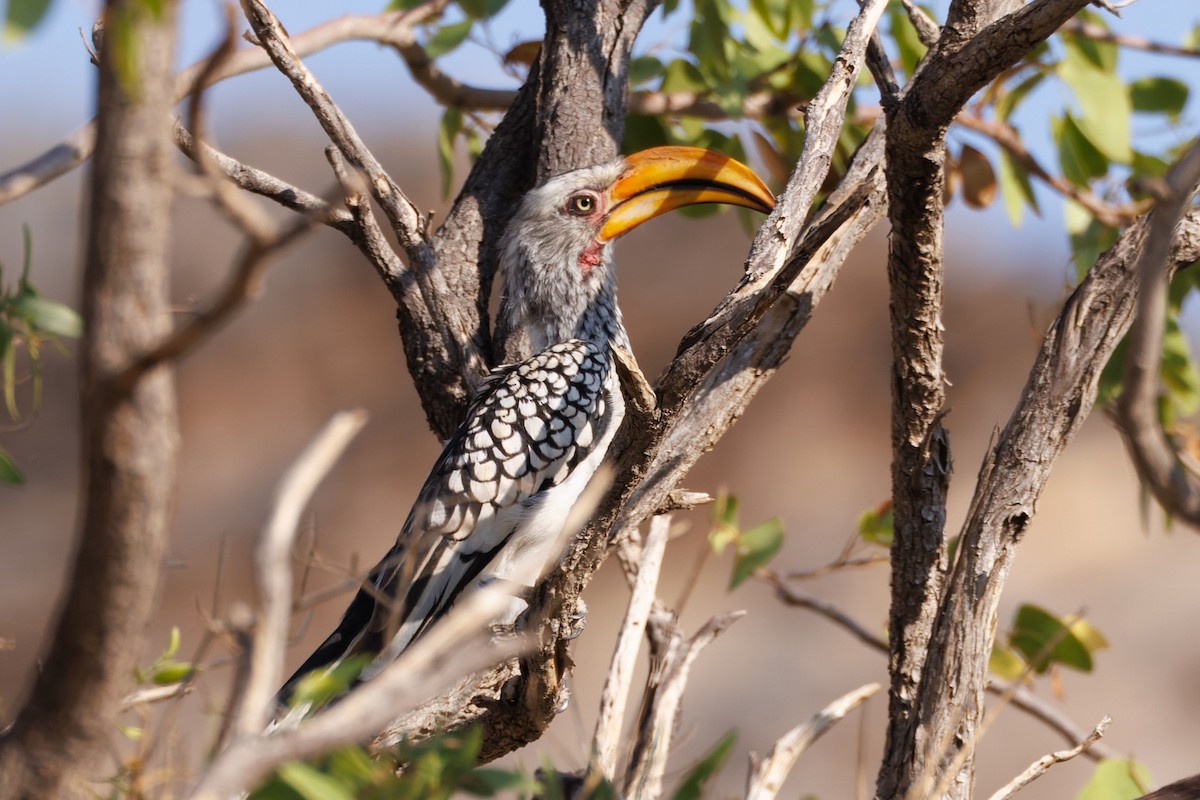 Southern Yellow-billed Hornbill - Egor F
