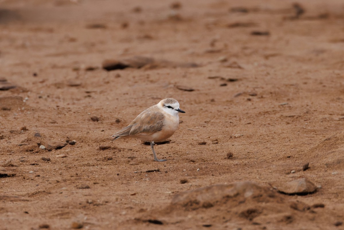 White-fronted Plover - ML614056060