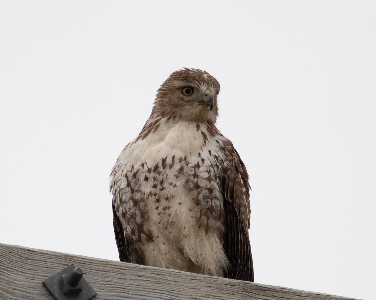 Red-tailed Hawk (borealis) - ML614056074