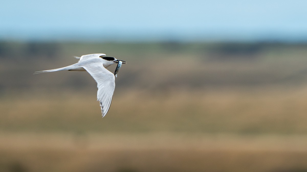 White-fronted Tern - ML614056217