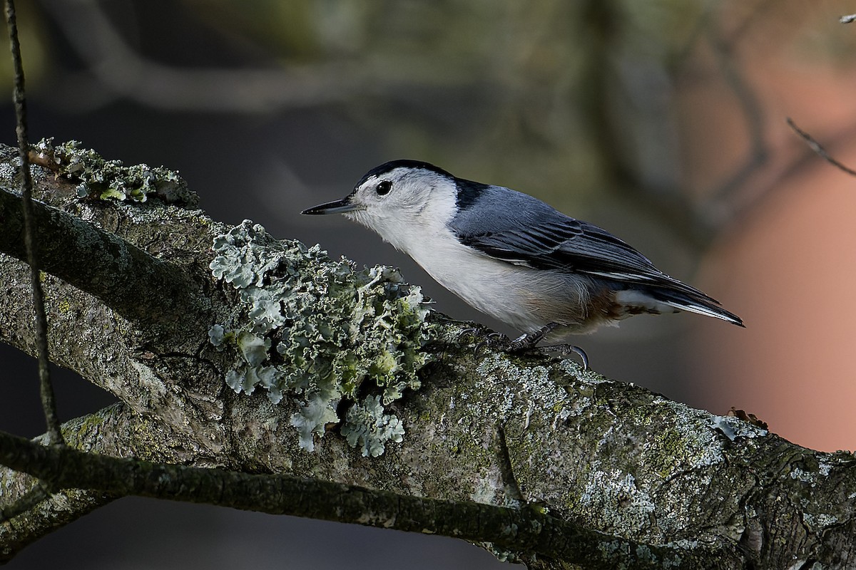 White-breasted Nuthatch - Karen Voldal