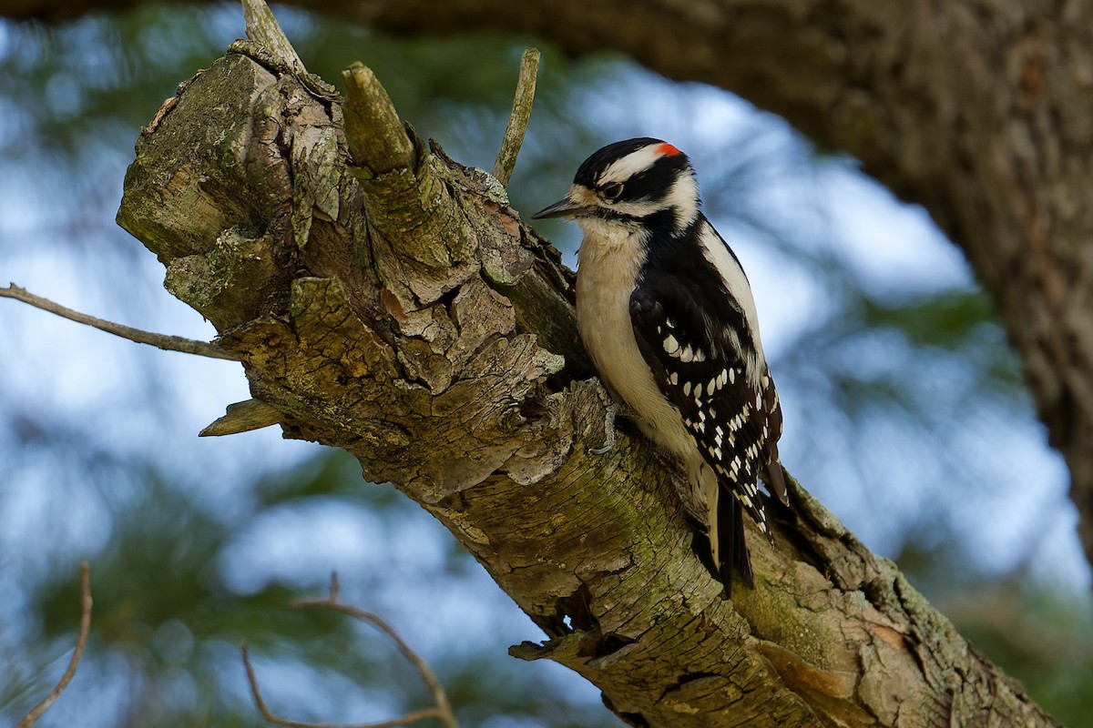 Downy Woodpecker - ML614056473