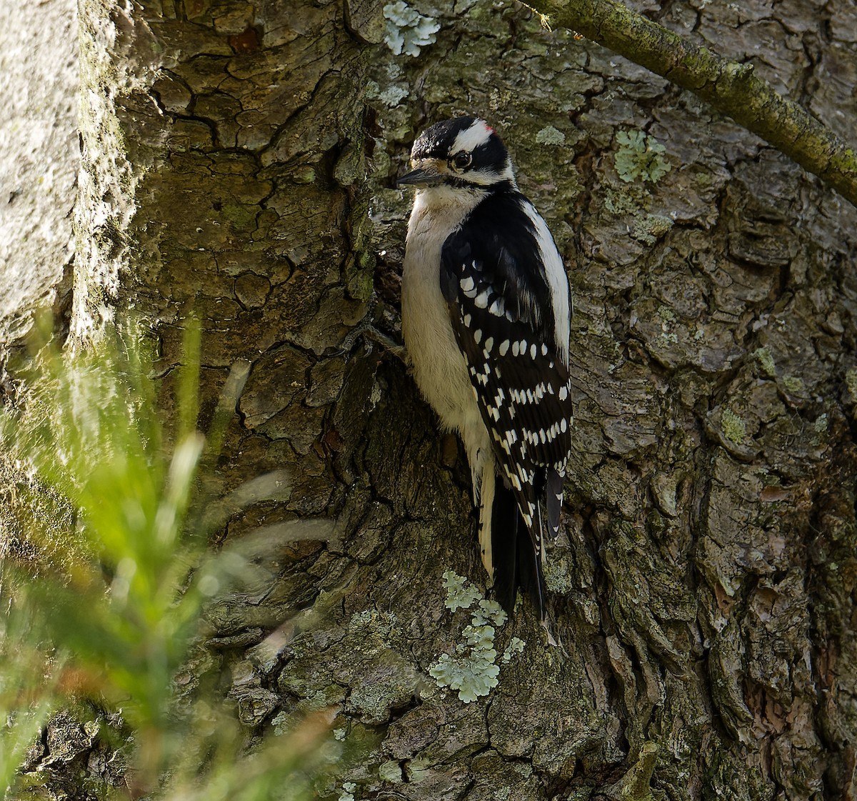 Downy Woodpecker - ML614056488