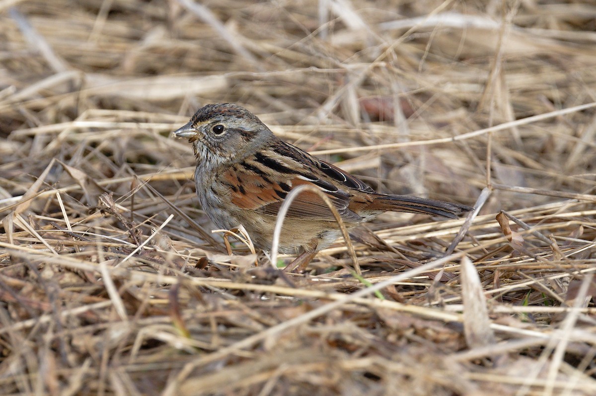 Swamp Sparrow - ML614056513