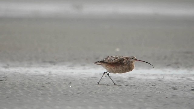 Long-billed Curlew - ML614056653