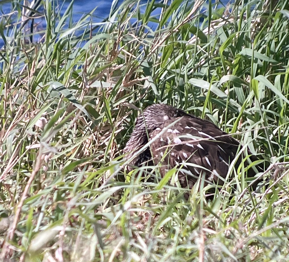 EBird Checklist 27 Jan 2024 Myakka River SP 37 Species   1200