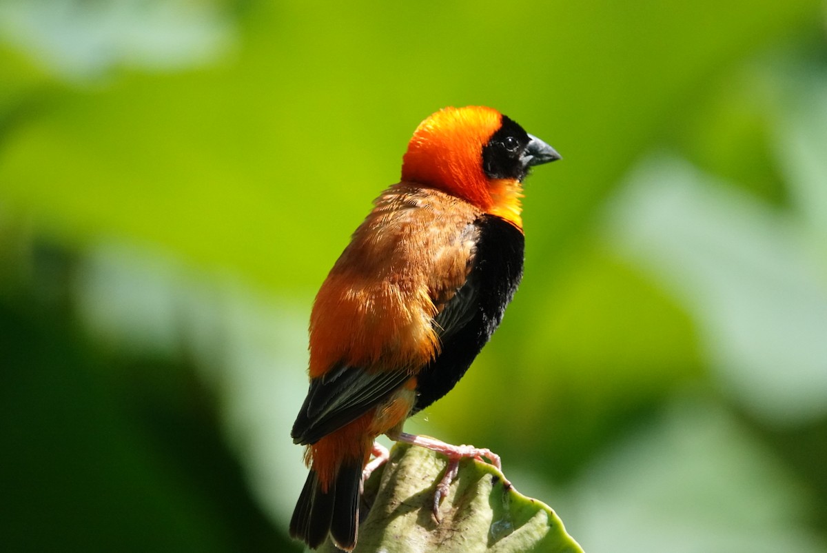 Southern Red Bishop - Anonymous