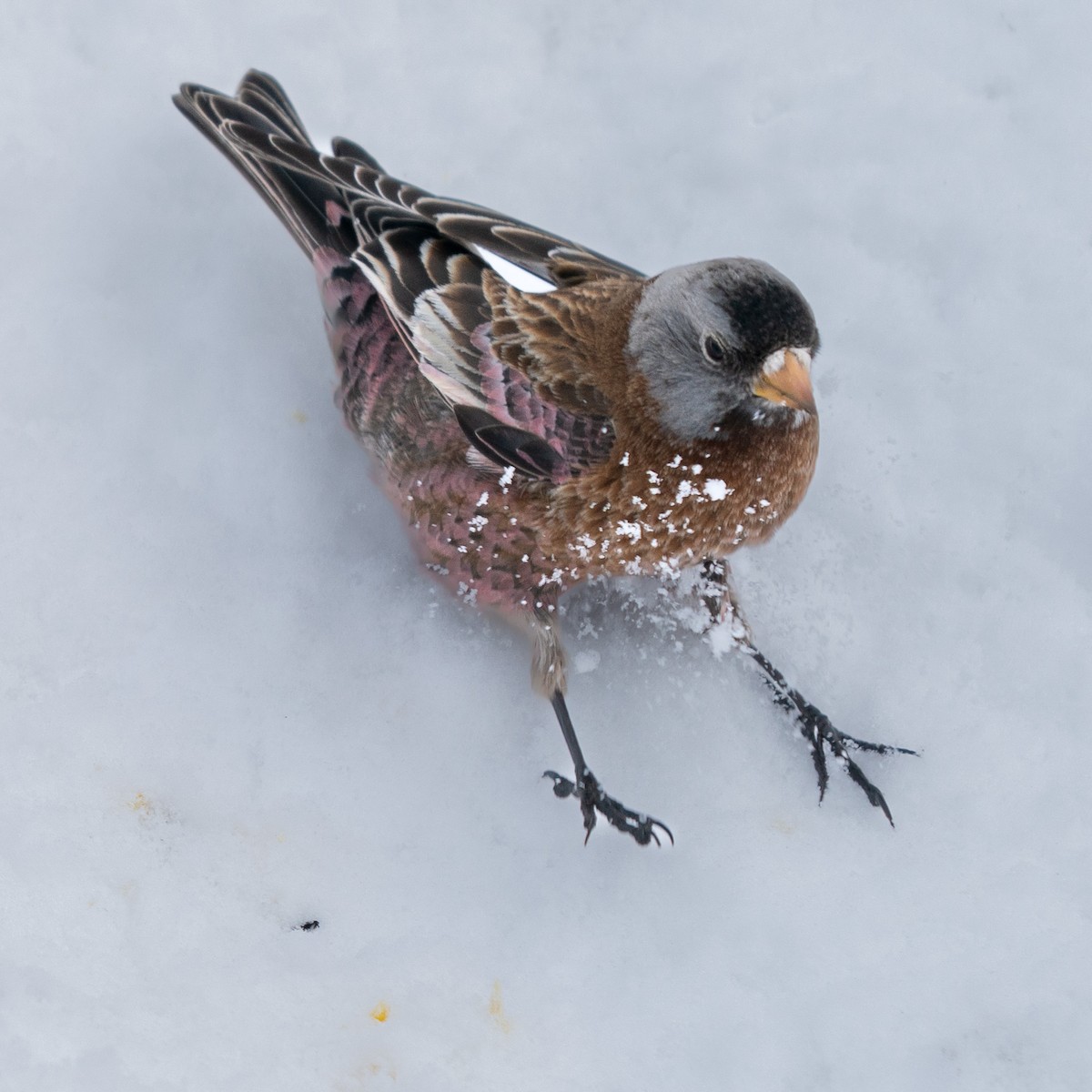 Gray-crowned Rosy-Finch - ML614056707