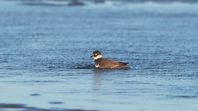 Semipalmated Plover - ML614056735