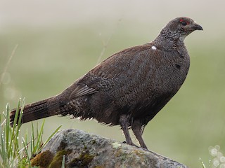 Rus insest porno aka va opa