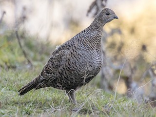 Seks porno galereyalar