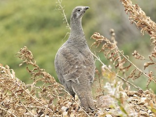Yalangoch yogoch grouse fotosuratlari