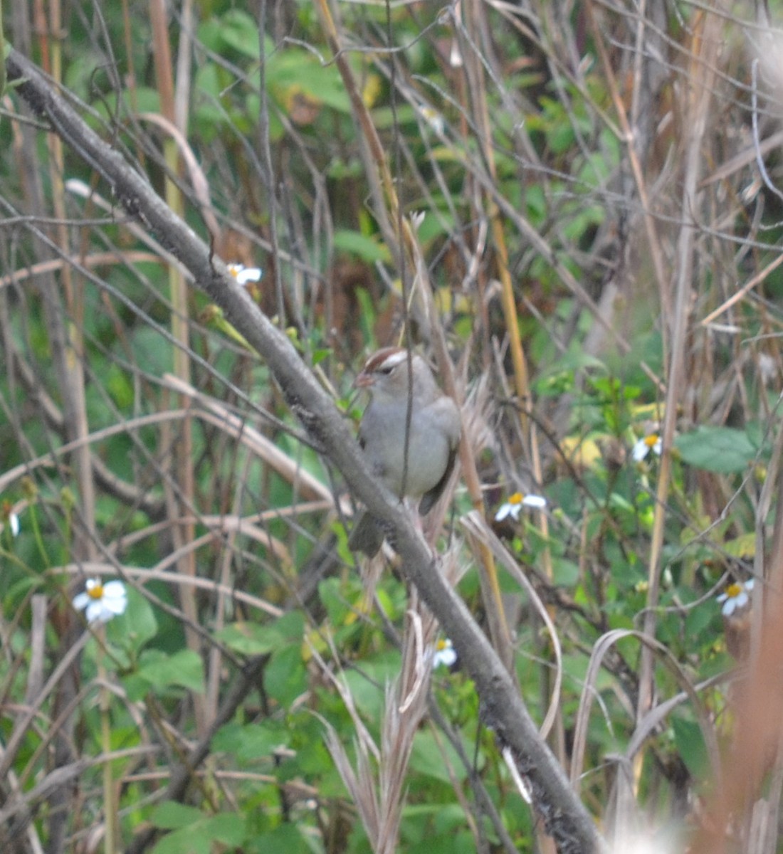 White-crowned Sparrow - Cynthia Elder