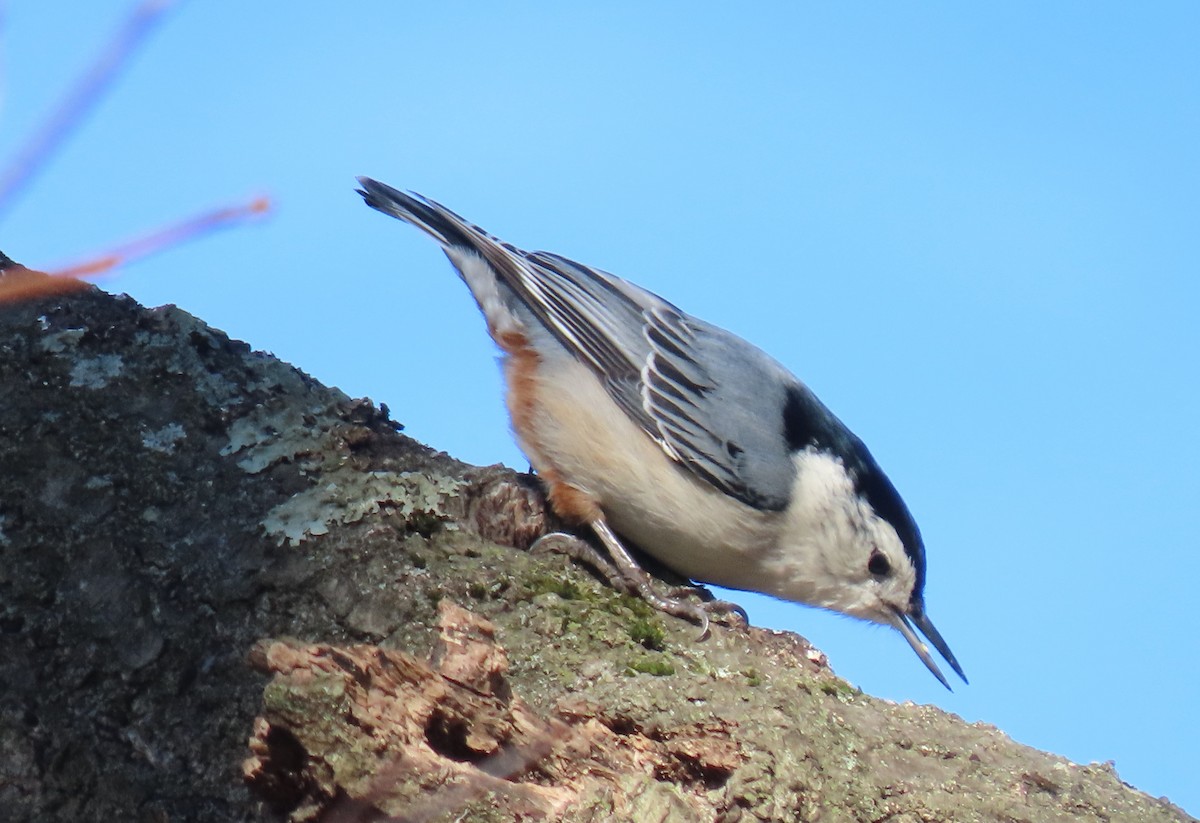 White-breasted Nuthatch - ML614057063