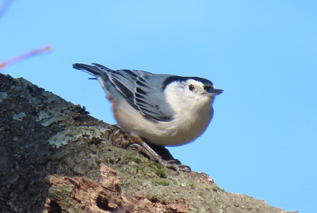 White-breasted Nuthatch - ML614057076
