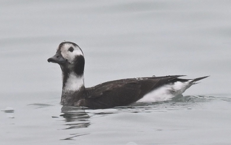 Long-tailed Duck - ML614057247