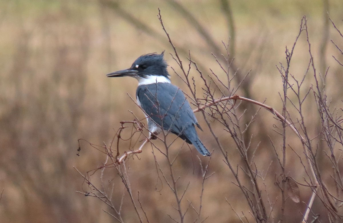 Belted Kingfisher - ML614057338