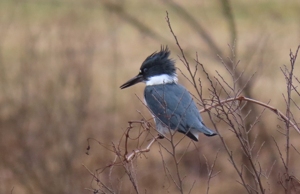 Belted Kingfisher - ML614057350