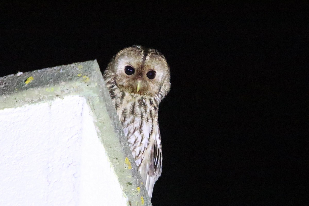 Tawny Owl - ML614057424