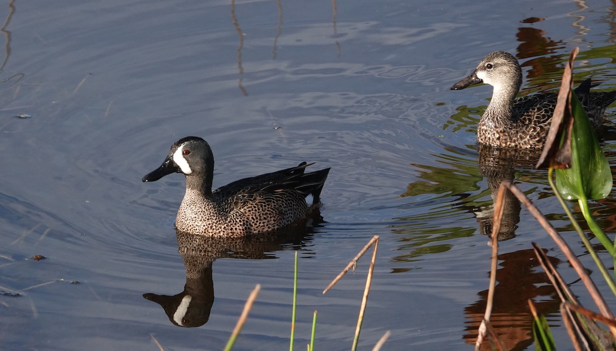 eBird Checklist 27 Jan 2024 The Celery Fields 47 species (+1
