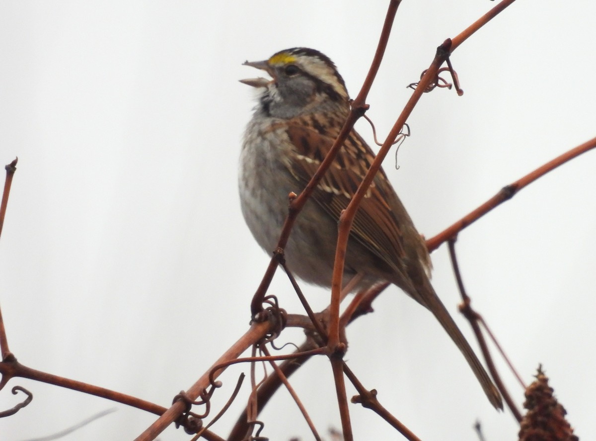 White-throated Sparrow - ML614057987