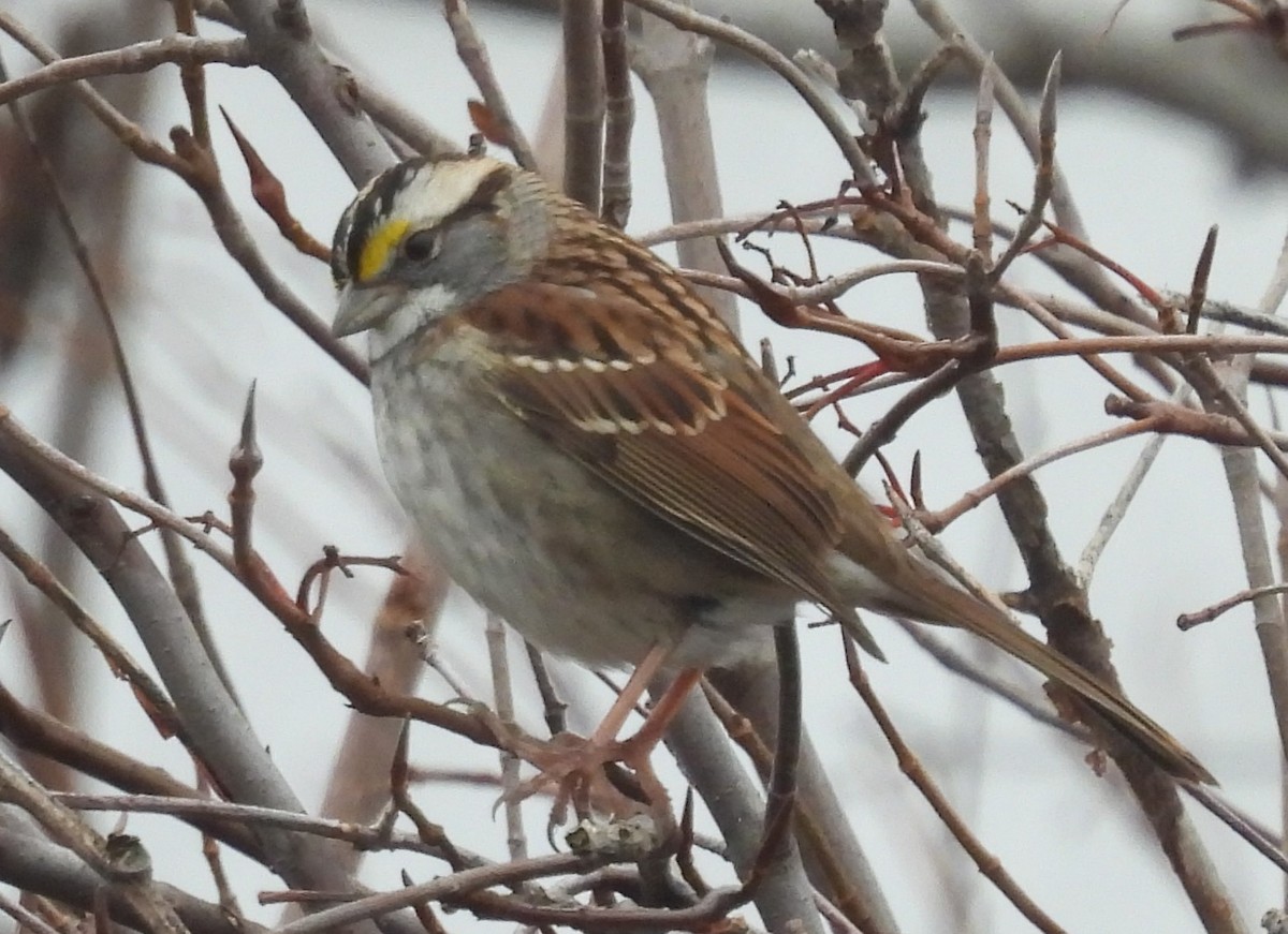 White-throated Sparrow - ML614057988