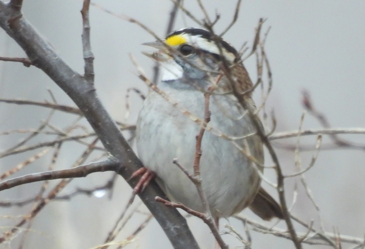 White-throated Sparrow - ML614057989