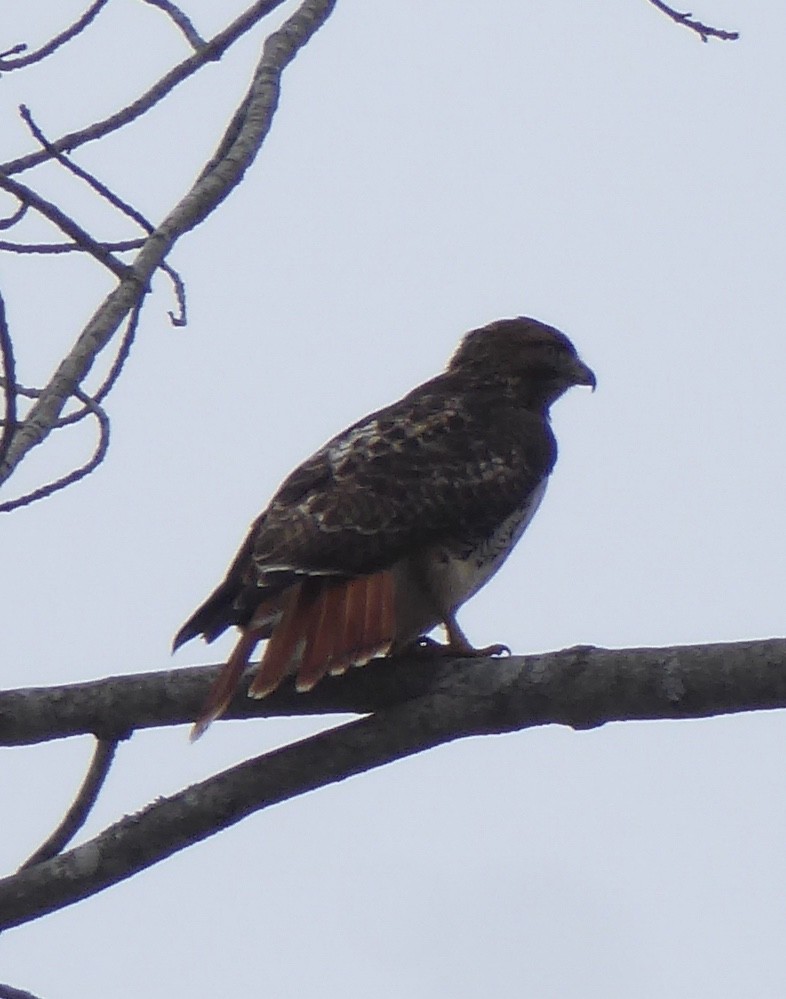 Red-tailed Hawk - Karina Rathmell