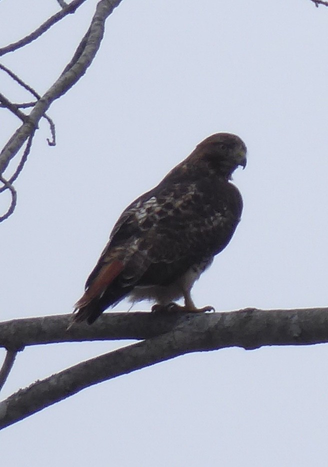 Red-tailed Hawk - ML614058037