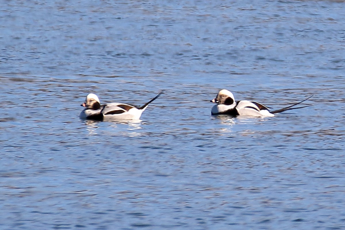 Long-tailed Duck - ML614058089