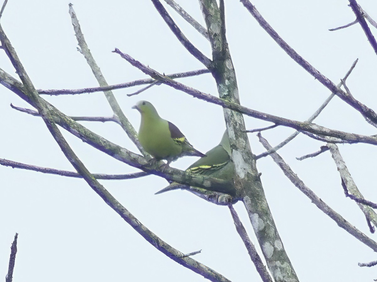 Gray-fronted Green-Pigeon - ML614058094