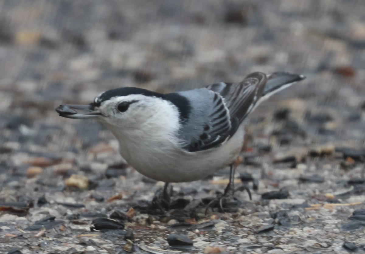 White-breasted Nuthatch - ML614058149