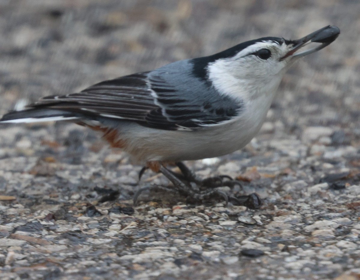 White-breasted Nuthatch - ML614058150