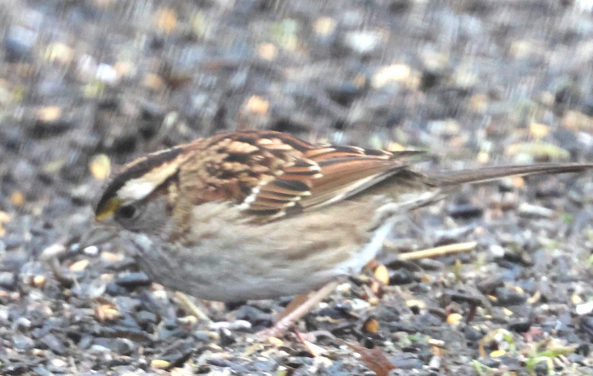 White-throated Sparrow - ML614058170