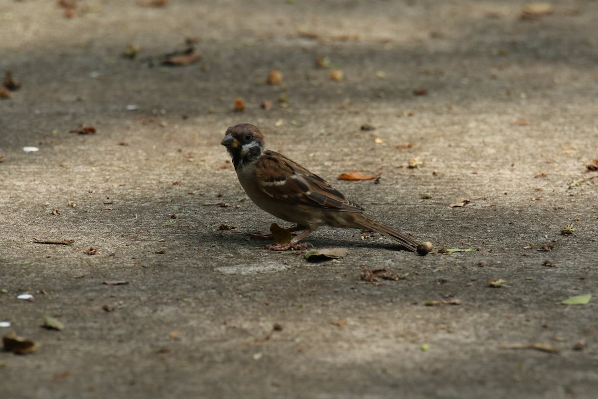 Eurasian Tree Sparrow - ML614058239