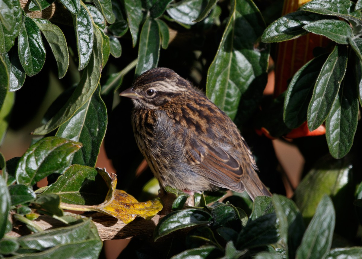 Rufous-collared Sparrow - ML614058384