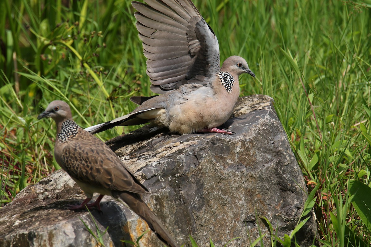 Spotted Dove - ML614058441