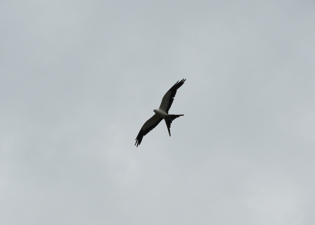 Swallow-tailed Kite - ML614058572