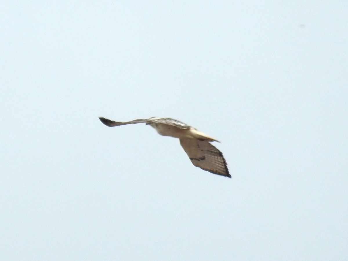 Red-tailed Hawk (Krider's) - ML614058759