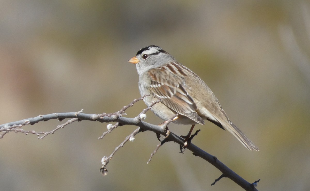 White-crowned Sparrow - ML614058903
