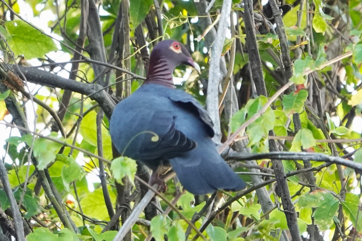 Scaly-naped Pigeon - ML614059148