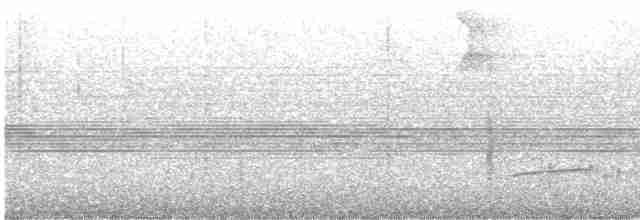 Тиран-крихітка світлогорлий - ML614059373
