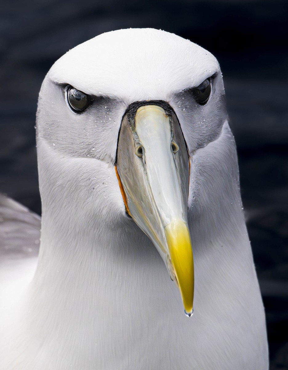 White-capped Albatross - ML614059493