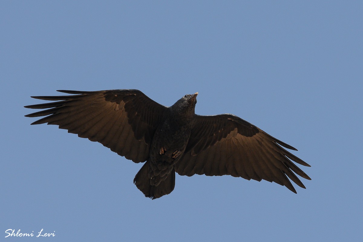 Fan-tailed Raven - ML614059925