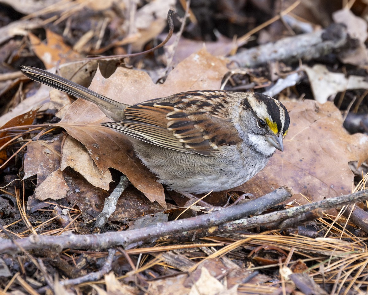 White-throated Sparrow - ML614059973