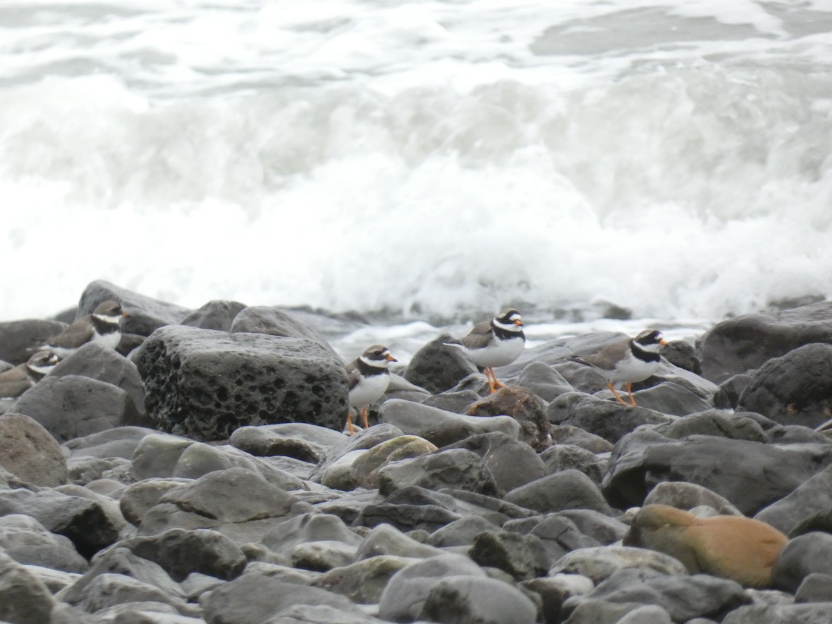 Common Ringed Plover - Lukas Le Grice