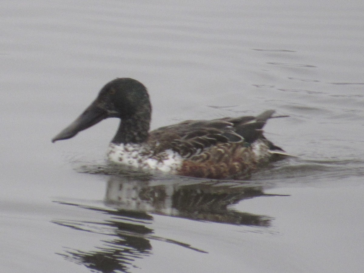 eBird Checklist 27 Jan 2024 Eagle Bluffs CA 21 species
